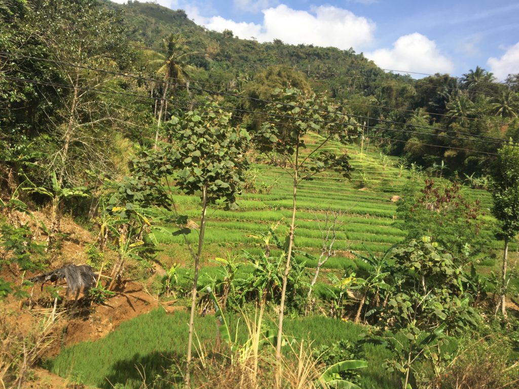 rijstvelden, java, indonesie