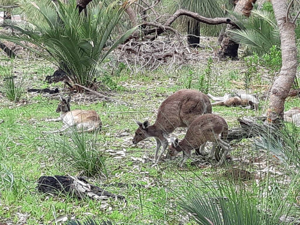 kangoeroes in West-Australië