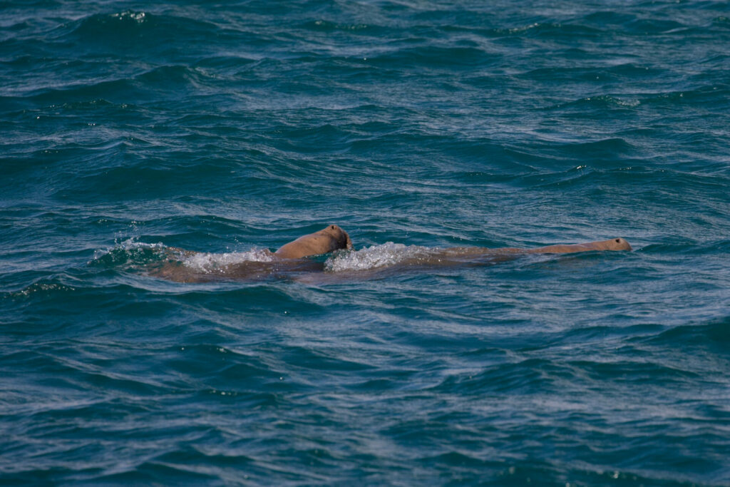 Ningaloo snorkelen doejong