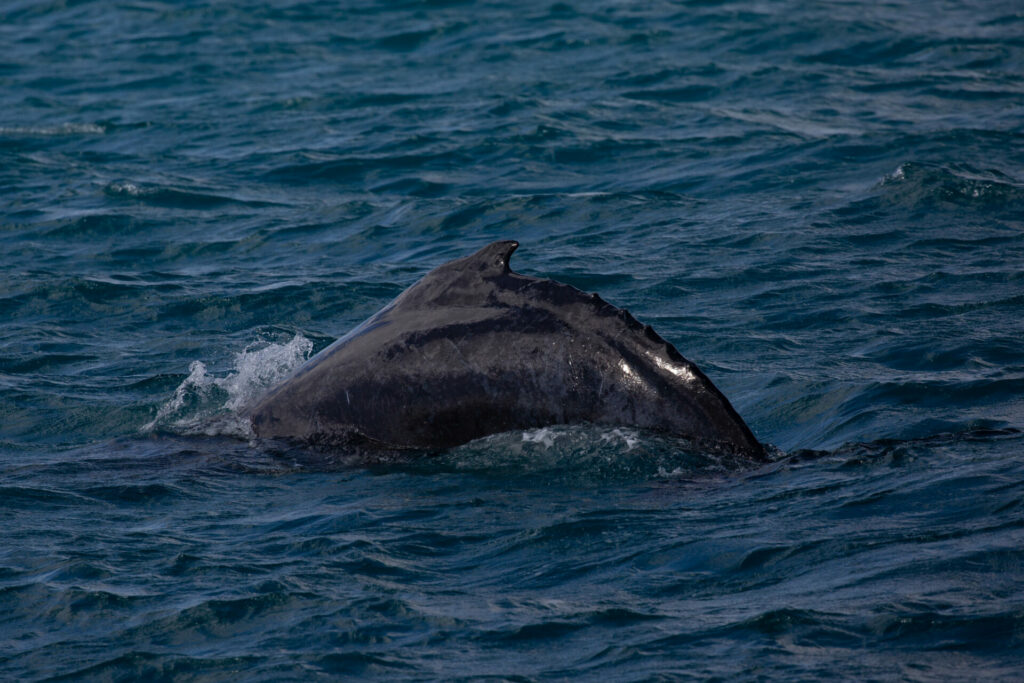 Ningaloo snorkelen walvis