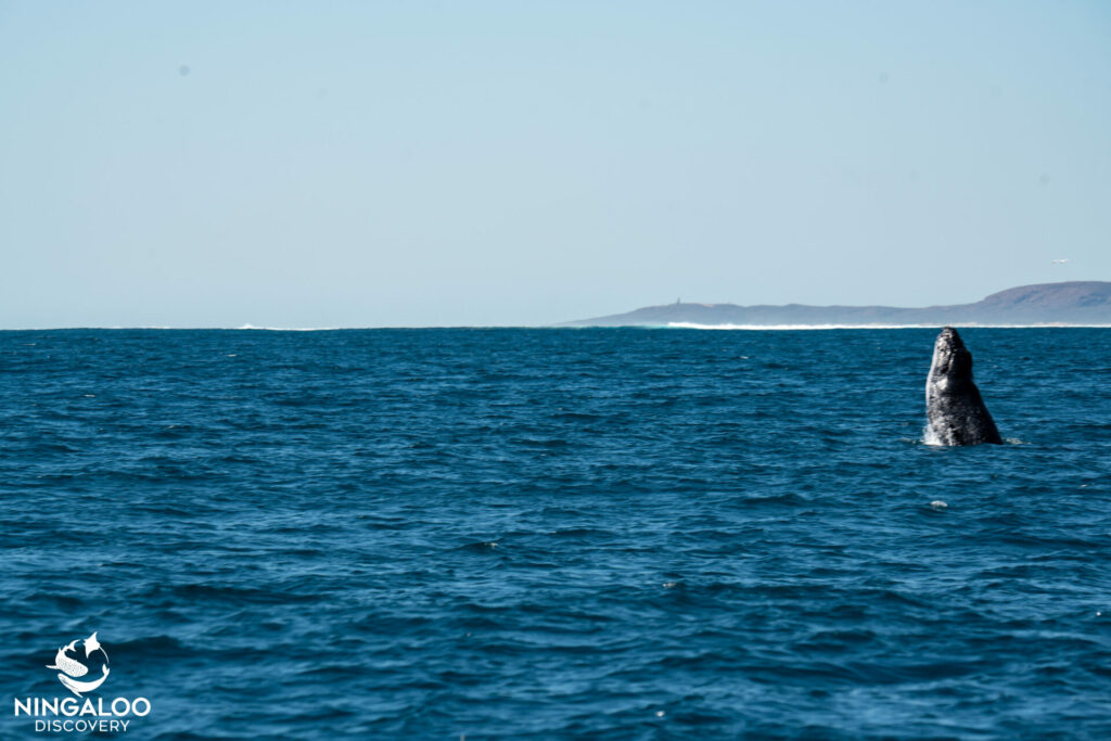 walvis ningaloo
