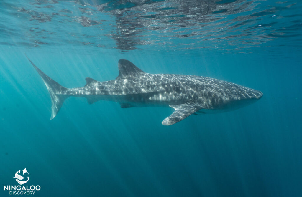 Walvishaai ningaloo