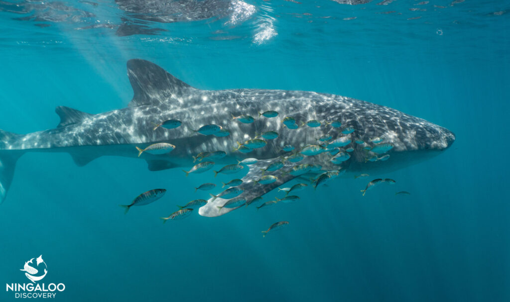 Walvishaai Ningaloo