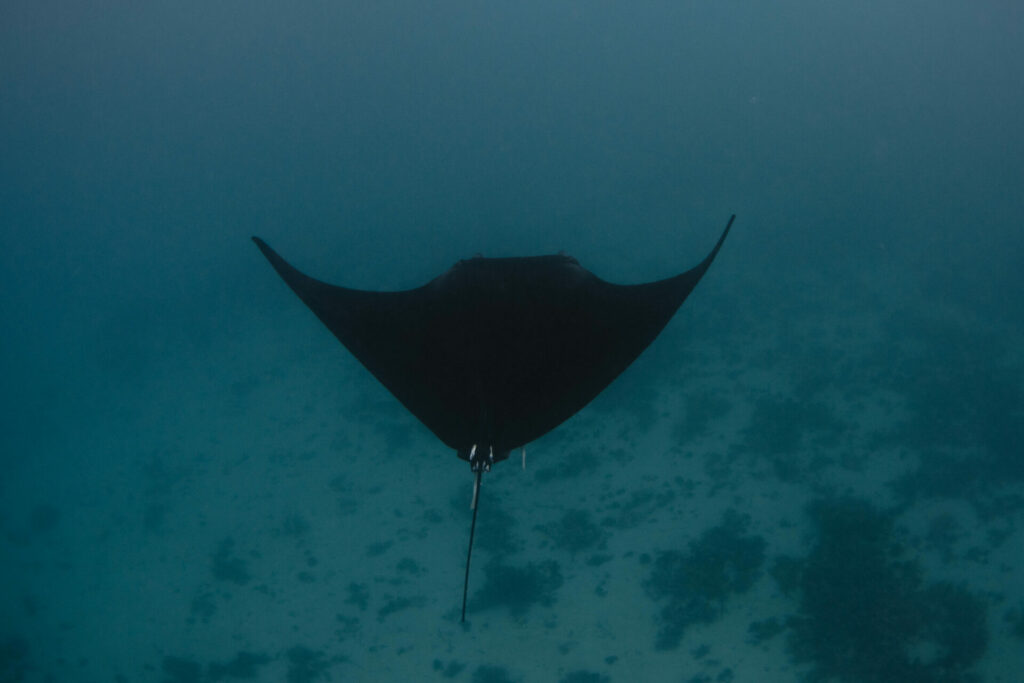 Manta