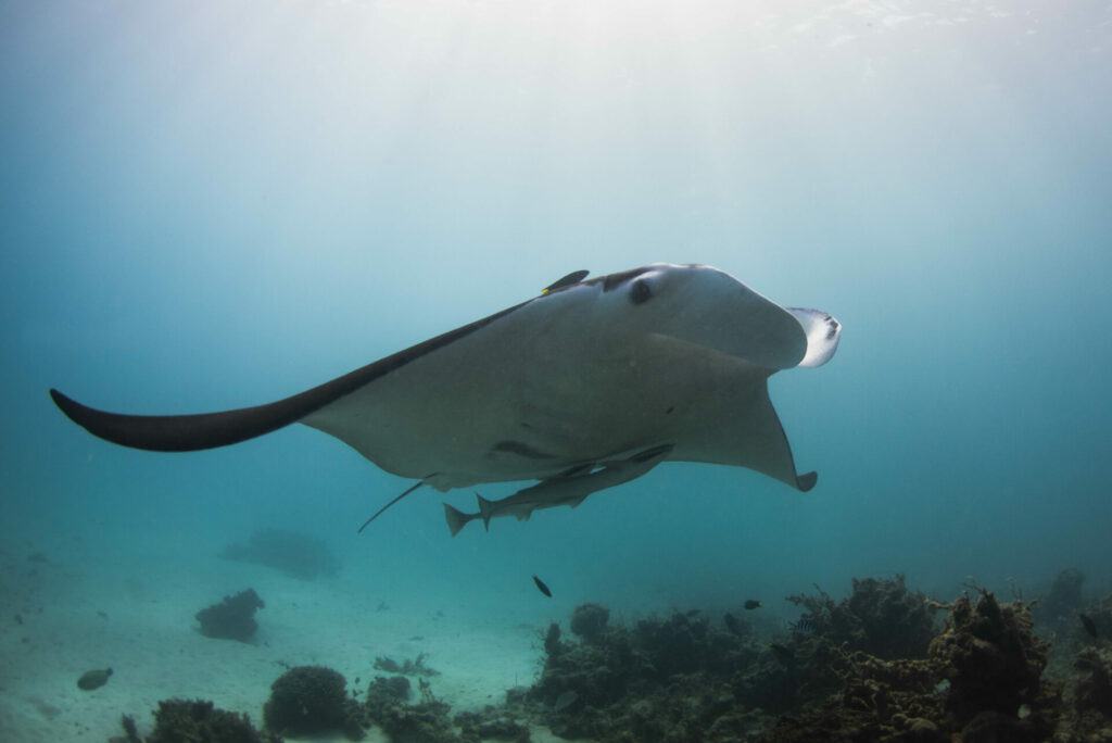 Ningaloo manta