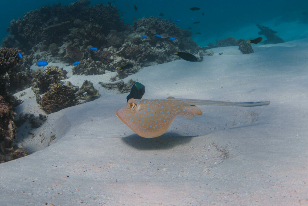 Ningaloo snorkelen platvis