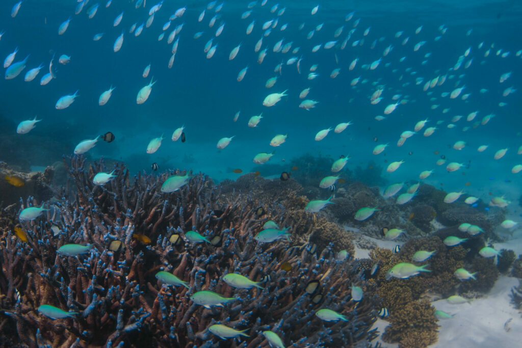 Ningaloo snorkelen vis