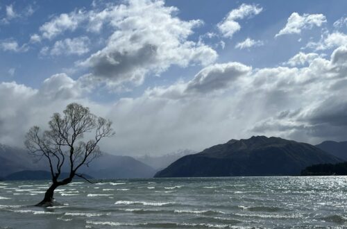 Wanaka tree