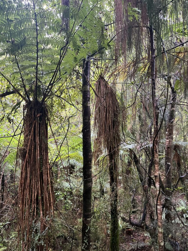 wanaka naar fox glacier