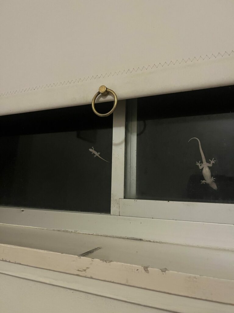 Salamander, 88 dagen