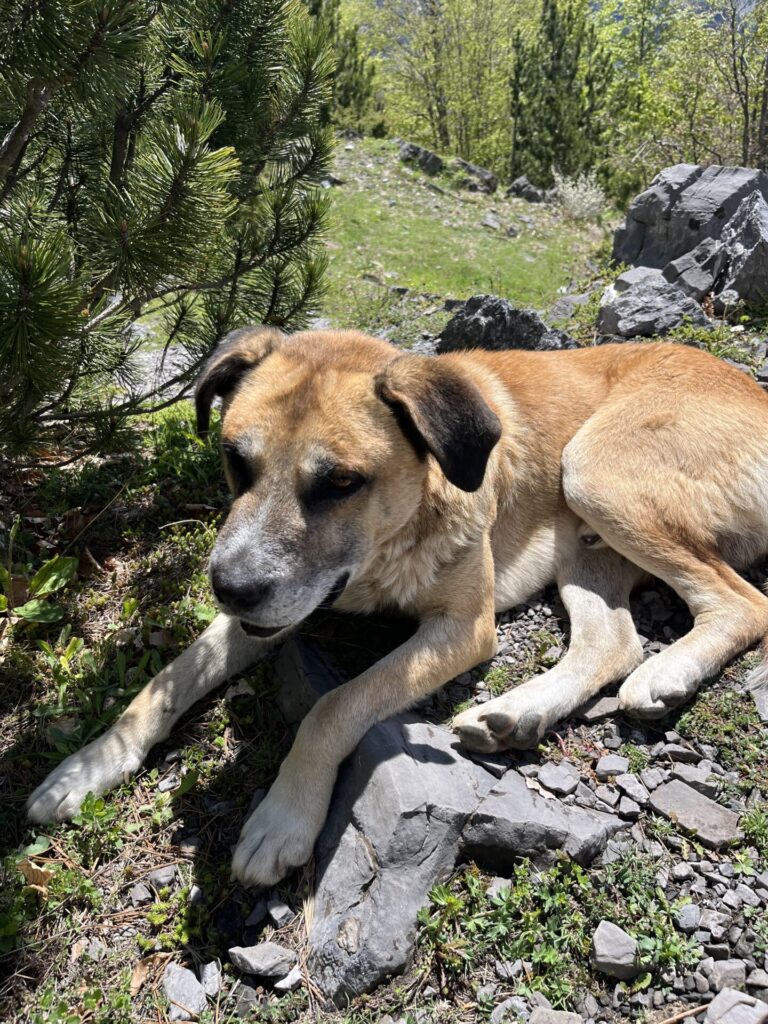 dog in mountains