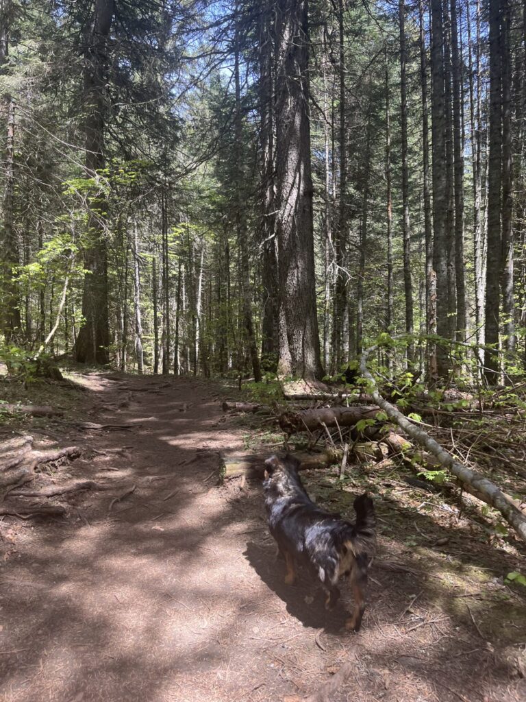 hond in durmitor national park