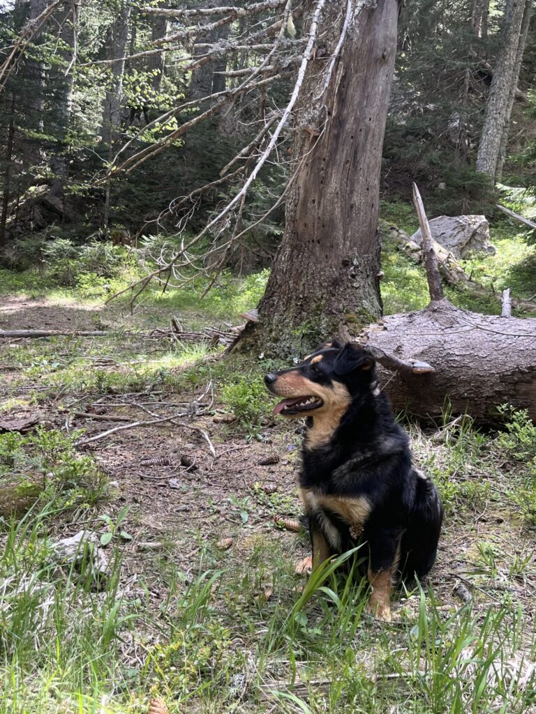 hond in durmitor national park