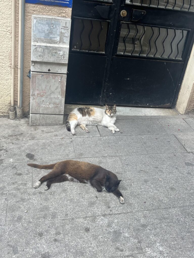 cats in istanbul