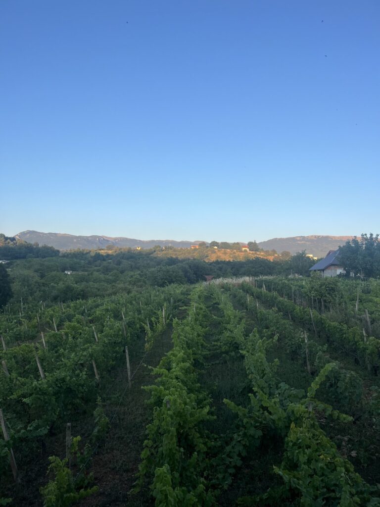 wijngaard bij ohrid, noord-macedonië