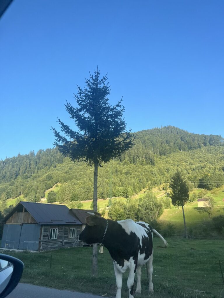 koe onderweg naar Bucovina